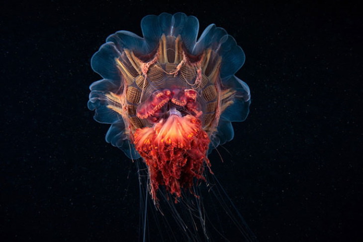 Alexander Semenov Underwater Photos giant jellyfish