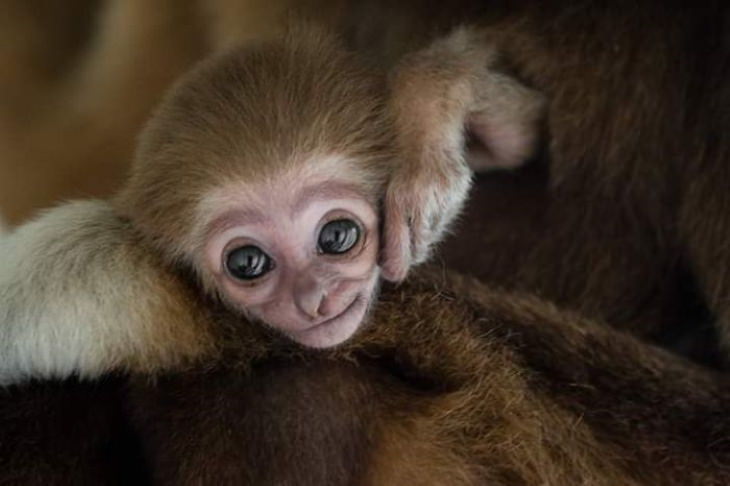 Photos of Motherly Love in Nature by Goran Anastasovski monkey