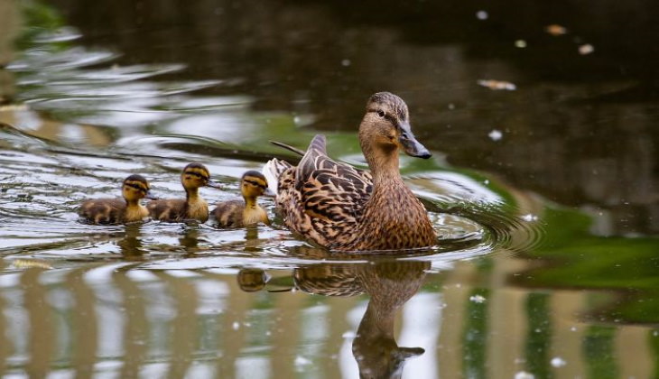 Photos of Motherly Love in Nature by Goran Anastasovski duck