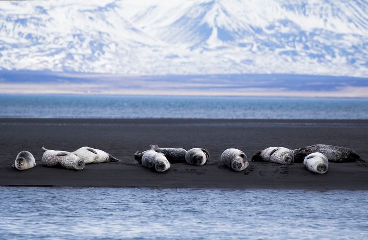 The Magic of Iceland in 15 Mesmerizing Photos Sunbathing Seals