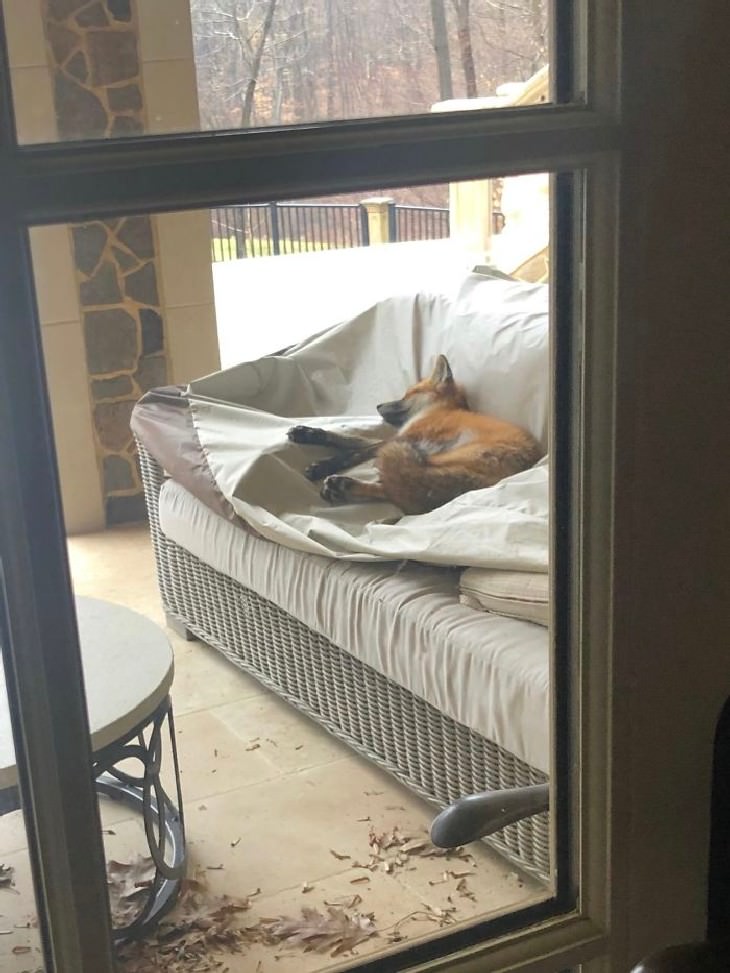 People Befriended Foxes ust a Fox Casually Chilling In The Backyard