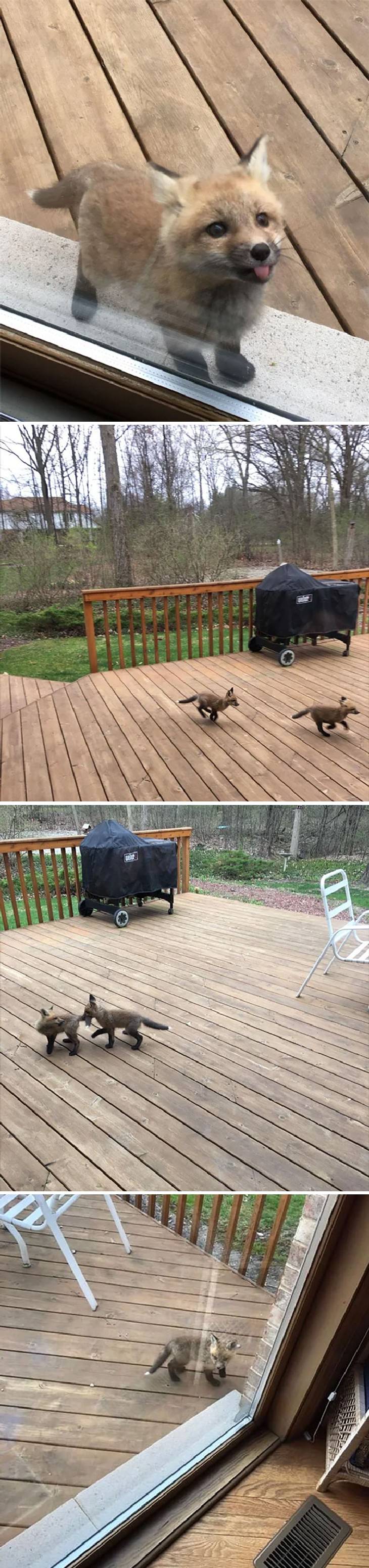 People Befriended Foxes Baby Foxes Showed Up To Say Hi At My Grandmother’s House