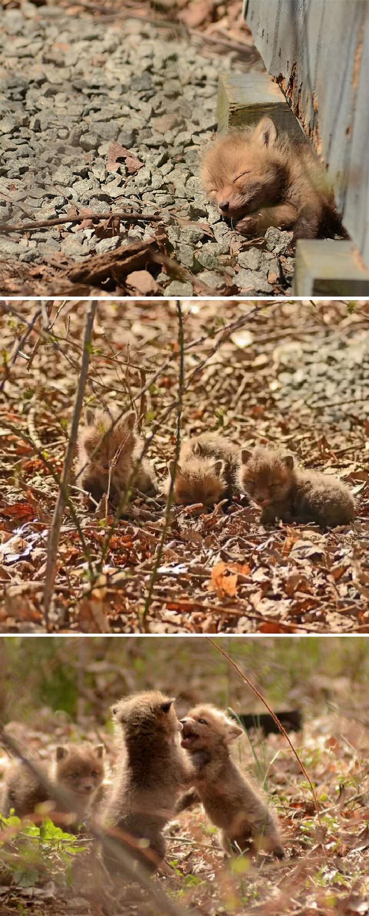 People Befriended Foxes A Group of Baby Foxes Found In Backyard in New Jersey