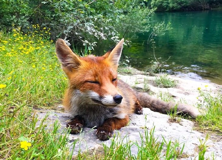 People Befriended Foxes Kayaking
