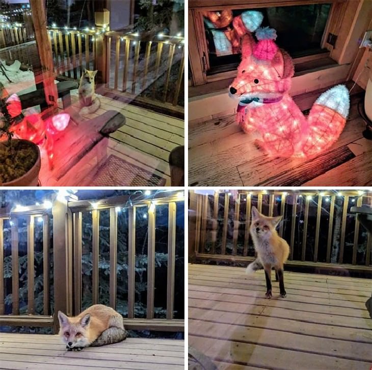 People Befriended Foxes  I Think Someone Has A Crush On My Christmas Light Decoration