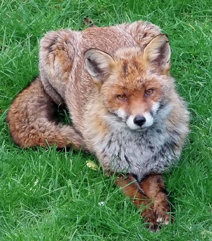 People Befriended Foxes This Friendly Fella Has Been Visiting This Family for Two Years