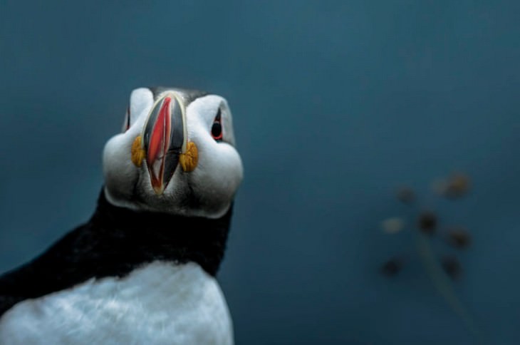 The Magic of Iceland in 15 Mesmerizing Photos A Puffin