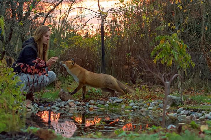 People Befriended Foxes This Wild Fox Has Been Visiting This Couple For Months!