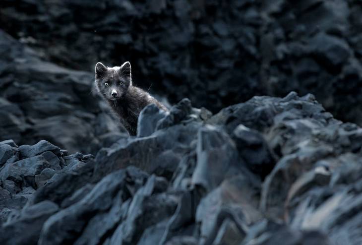 The Magic of Iceland in 15 Mesmerizing Photos Arctic Fox
