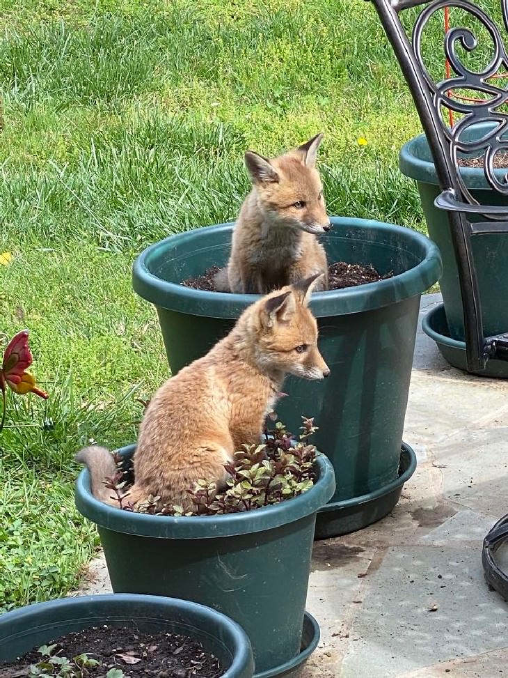People Befriended Foxes Planted Fox-Tails On The Patio This Year; They're Doing Well
