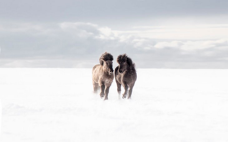 The Magic of Iceland in 15 Mesmerizing Photos A Couple of Icelandic Horses