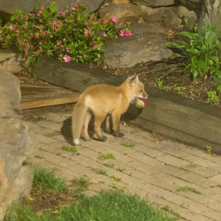 People Befriended Foxes This Little Guy Found My Dog's Ball