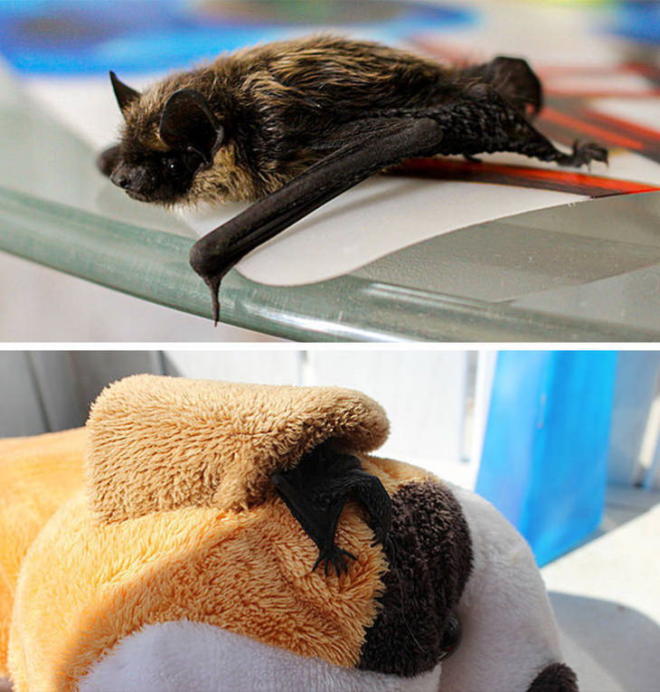 Animal Guests bat
