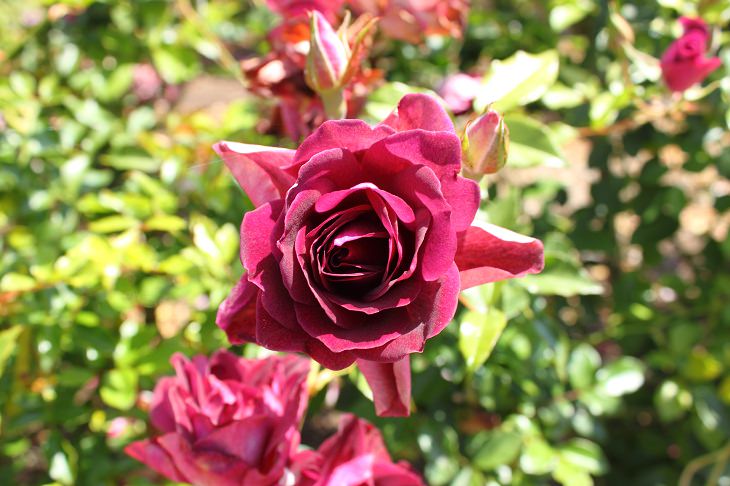 Intensely Fragrant Roses, Fragrant Plum