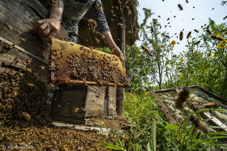 7. ”When the Hive is Filled” by Xiaodong Sun 