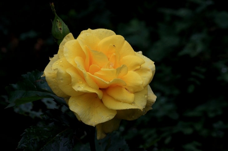 Intensely Fragrant Roses, Sunsprite