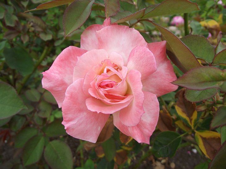 Intensely Fragrant Roses, Secret 