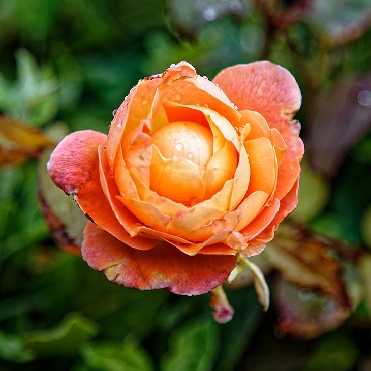 Intensely Fragrant Roses, Lady Emma Hamilton