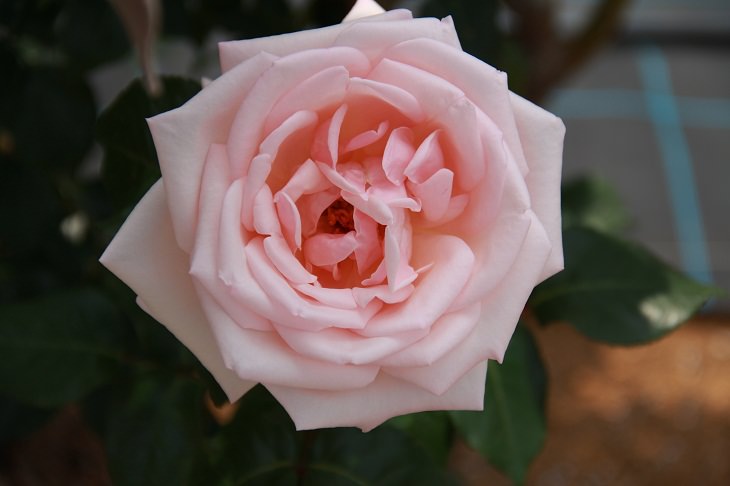 Intensely Fragrant Roses,  Royal Highness