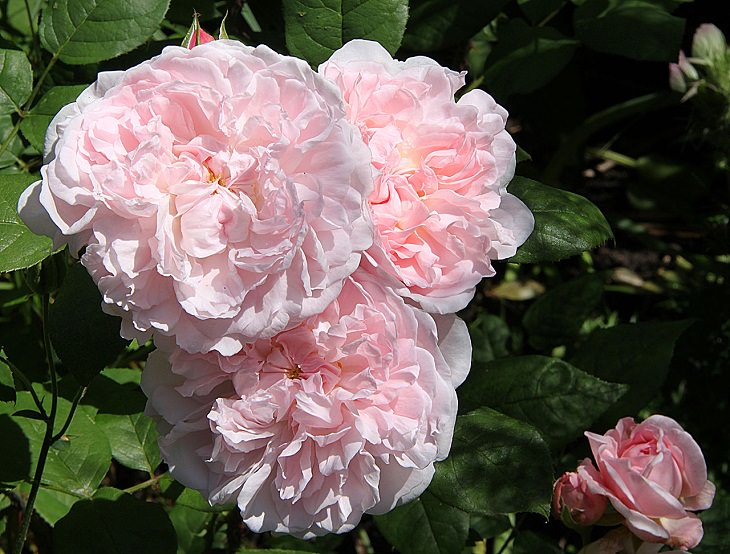 Intensely Fragrant Roses, Heritage