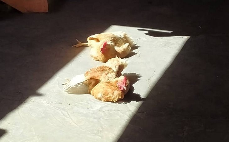 Animals Basking in the Sun, chicken