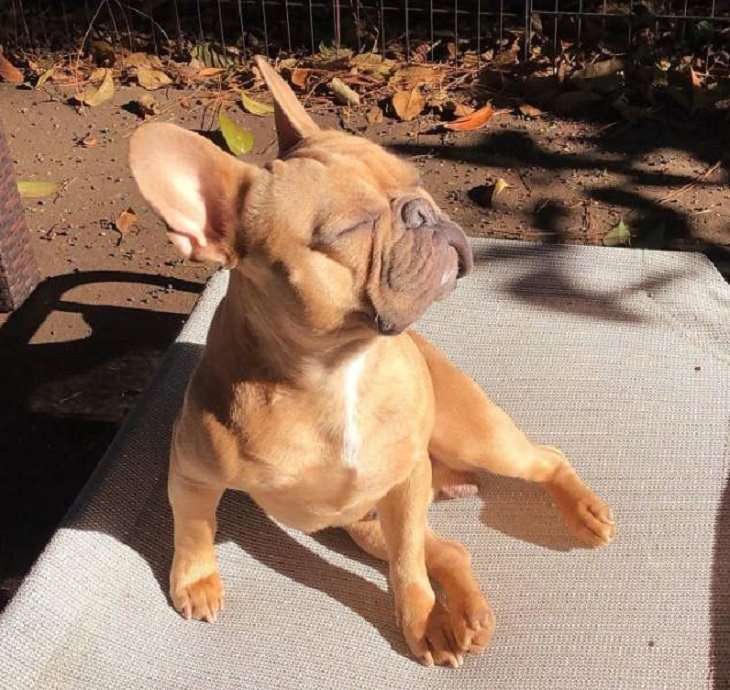 Animals Basking in the Sun, dog