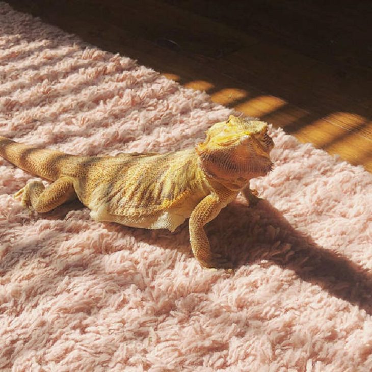 Animals Basking in the Sun, Iguana