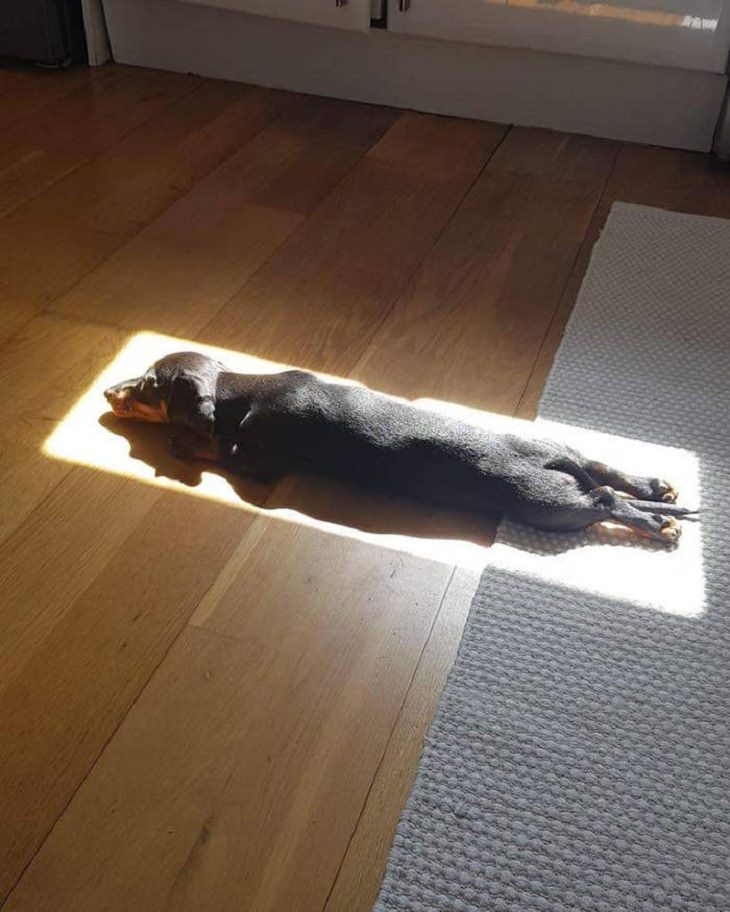 Animals Basking in the Sun