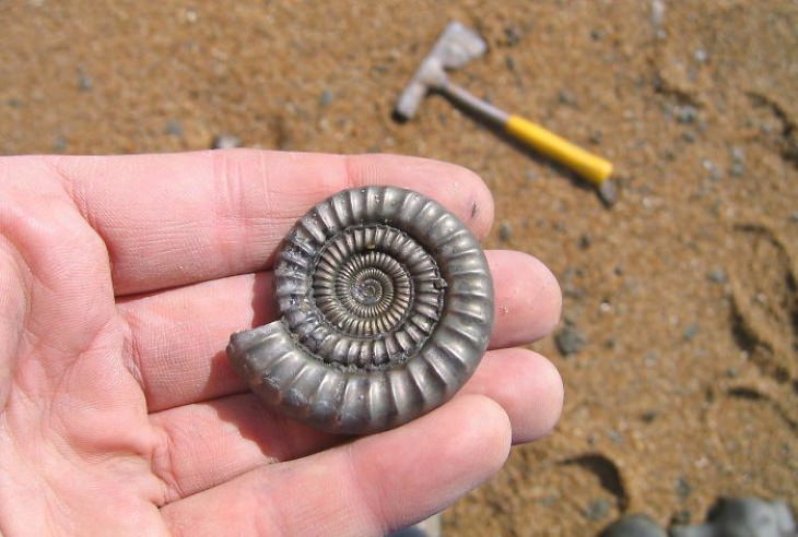 Cool Finds ammonite