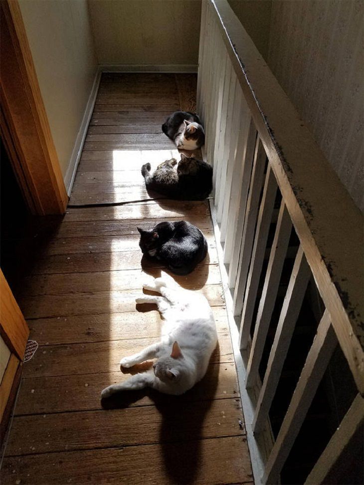 Animals Basking in the Sun, cats