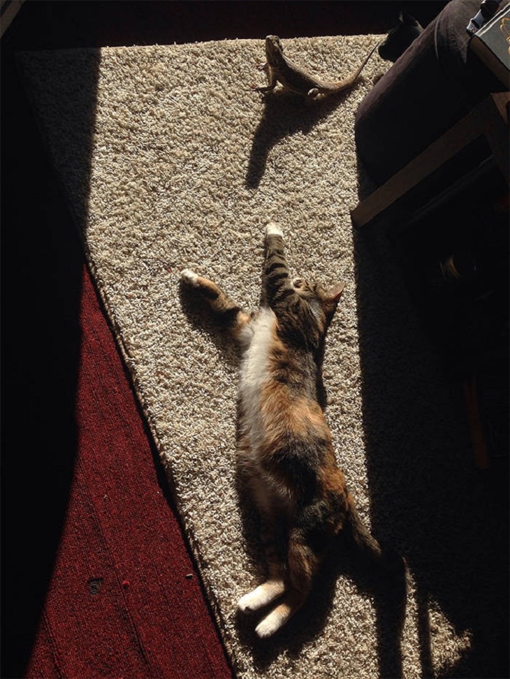 Animals Basking in the Sun, cat and iguana