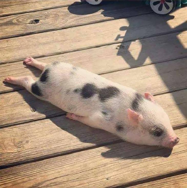 Animals Basking in the Sun, piglet 