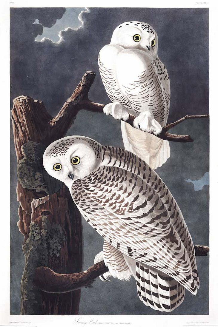 Watercolor Paintings of Birds , Snowy Owl
