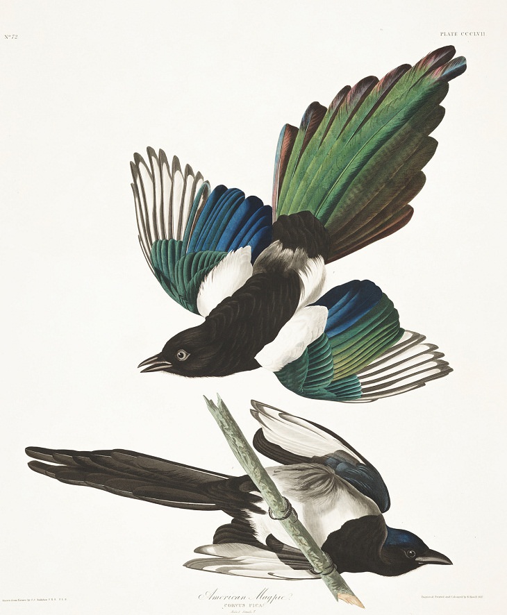 Watercolor Paintings of Birds , American Magpie