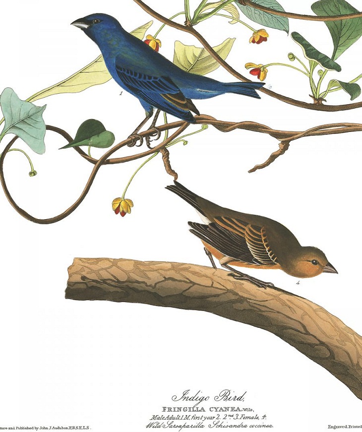 Watercolor Paintings of Birds , Indigo Bird 