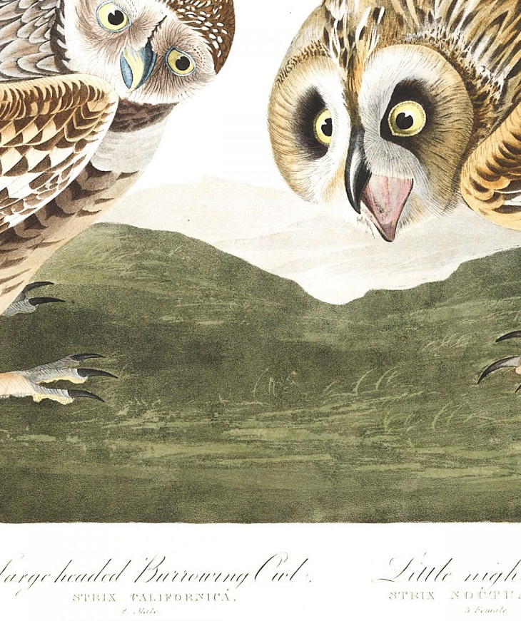 Watercolor Paintings of Birds , Burrowing Owl