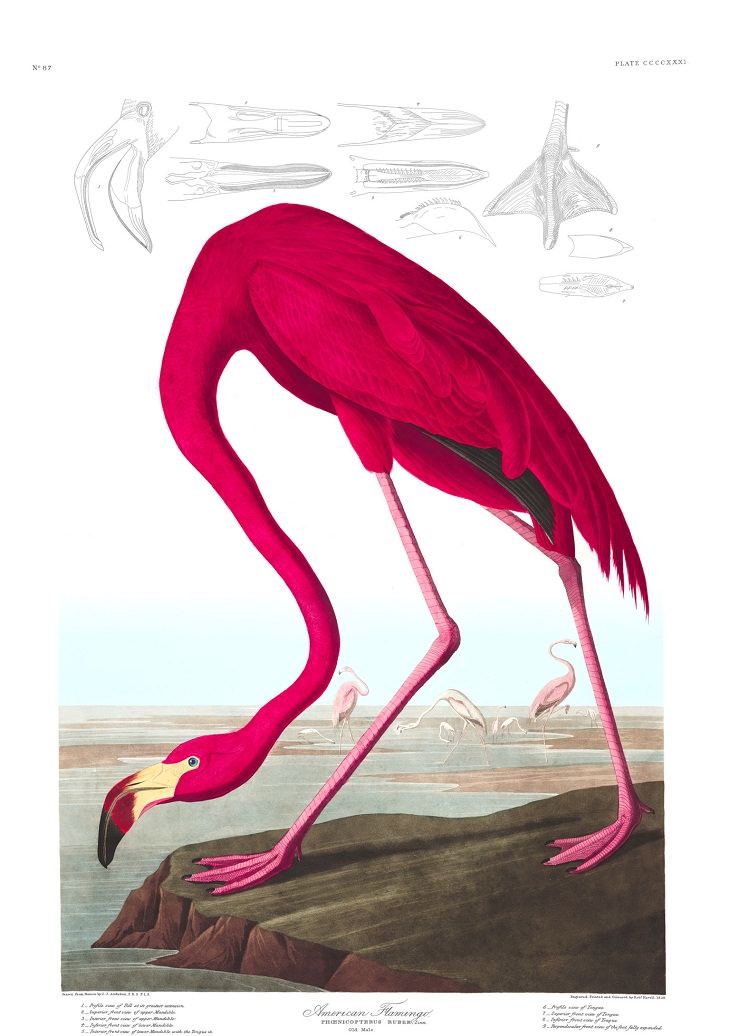 Watercolor Paintings of Birds , American Flamingo