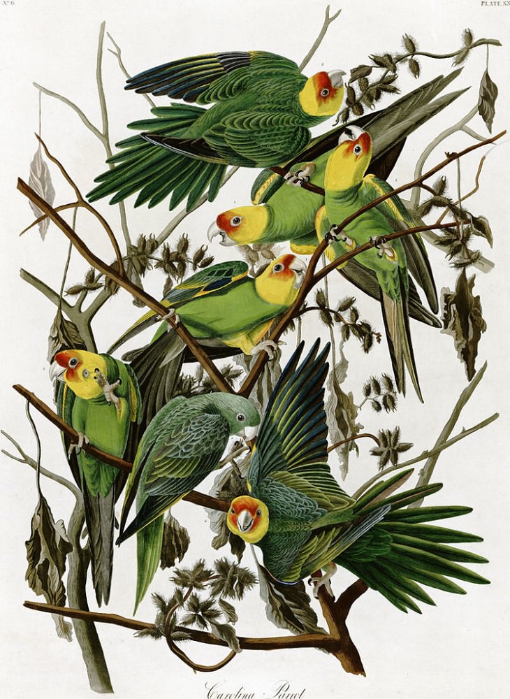 Watercolor Paintings of Birds, Carolina Parakeet