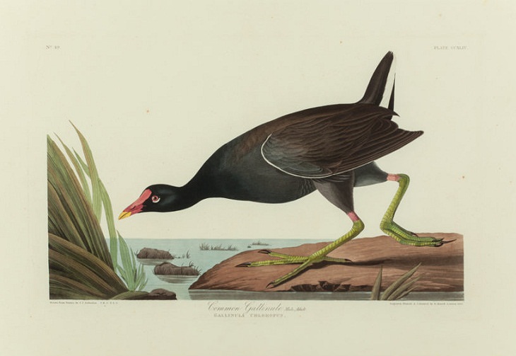 Watercolor Paintings of Birds , Common Gallinule