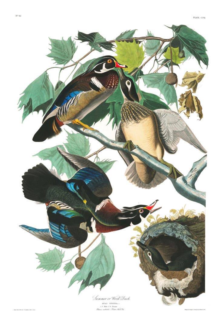 Watercolor Paintings of Birds , Summer, or Wood Duck