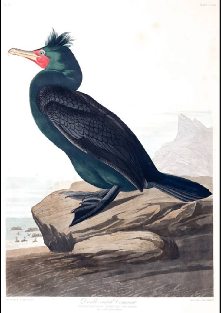 Watercolor Paintings of Birds , Double-crested Cormorant