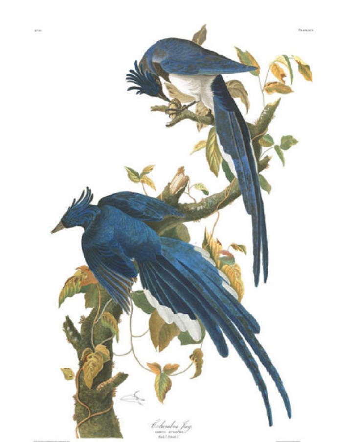 Watercolor Paintings of Birds , Columbia Jay