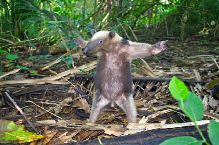 Hilariously Bad Wildlife Photographs, ant-eater