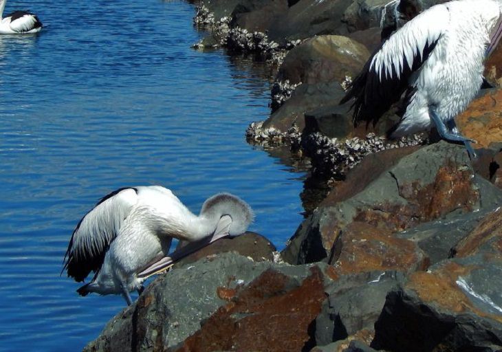 Hilariously Bad Wildlife Photographs, pelican