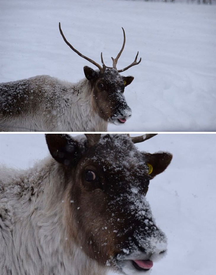 Hilariously Bad Wildlife Photographs, reindeer