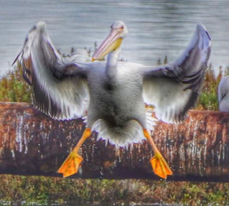 Hilariously Bad Wildlife Photographs, bird