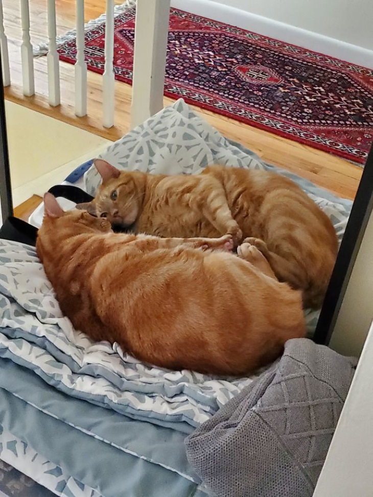 Pets Discovered Mirrors and It’s Hilarious