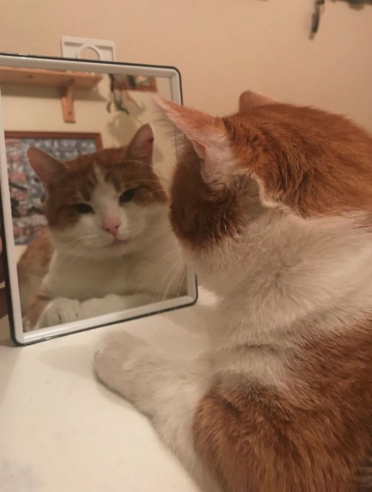 Pets Discovered Mirrors and It’s Hilarious