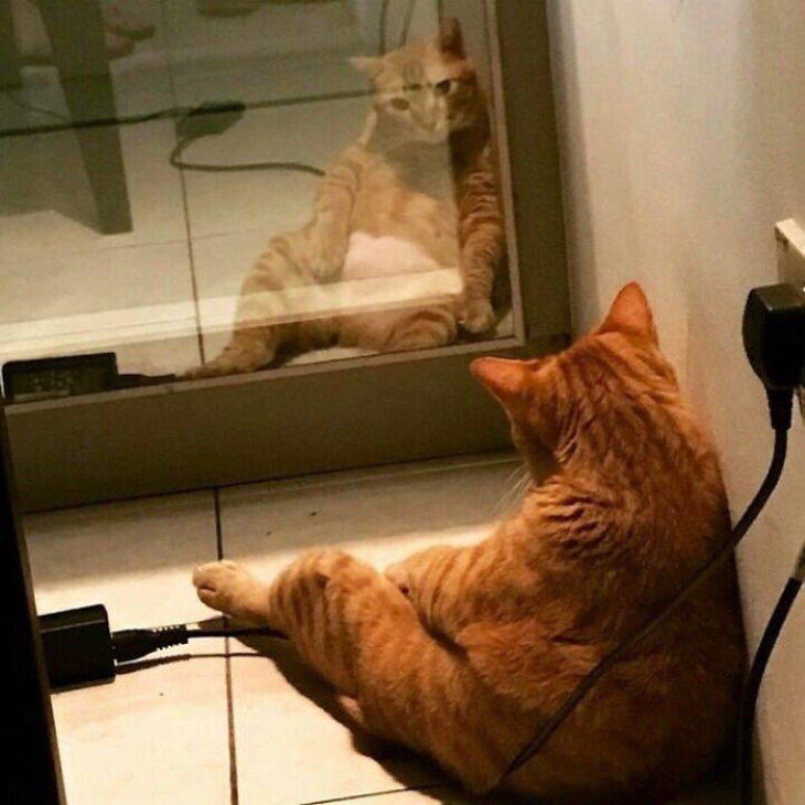 Pets Discovered Mirrors and It’s Hilarious