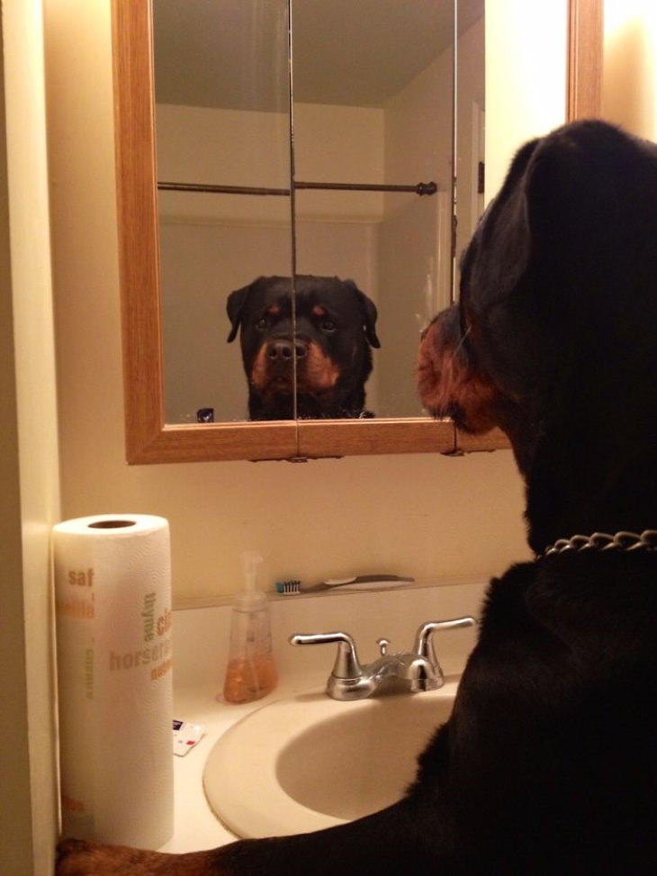 Pets Discovered Mirrors and It’s Hilarious